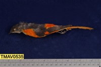 藏品(灰喉山椒鳥)的圖片